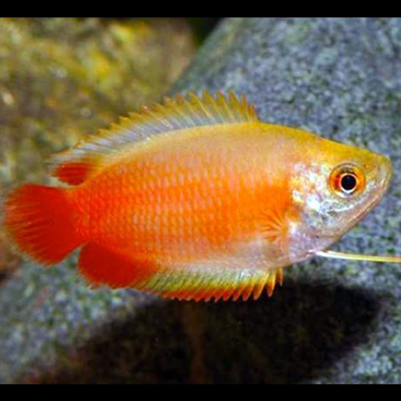 Red Honey Dwarf Gourami - Fishly