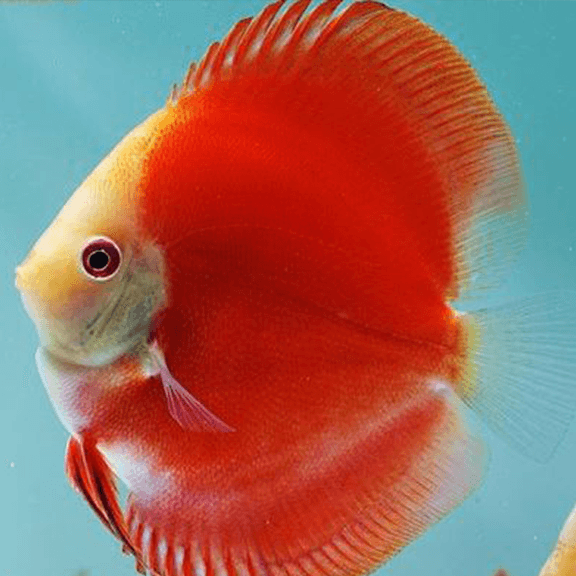 Malboro Red Discus - Fishly