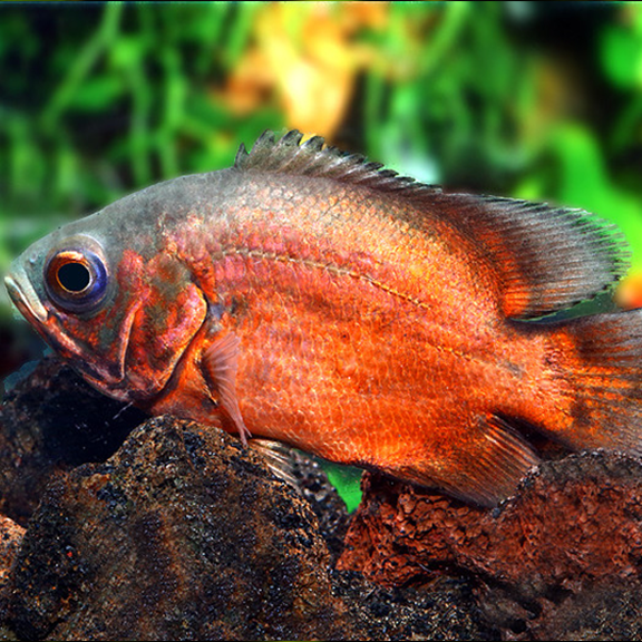 Red Oscar - Fishly