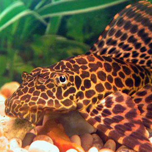 Red Spot Pleco - Fishly