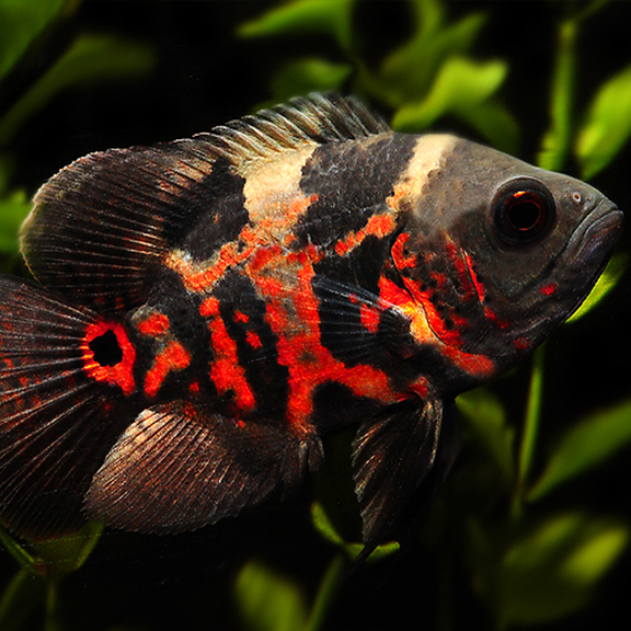 Red Tiger Oscar - Fishly