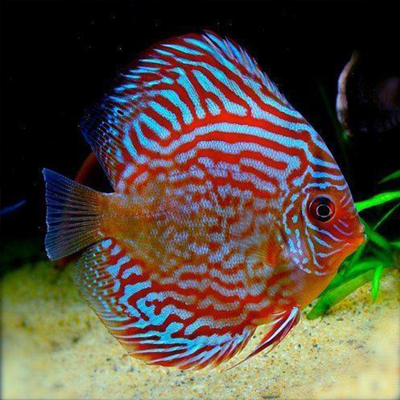 Red Turquoise Discus - Fishly