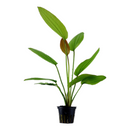 Rose Sword (Echinodorus Rose) - Fishly
