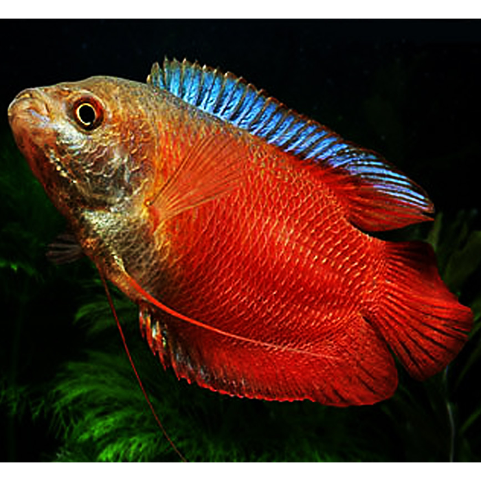 Royal Red Gourami - Fishly