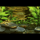 Royal Whiptail - Fishly