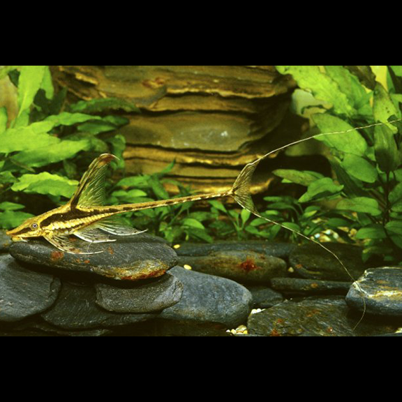 Royal Whiptail - Fishly