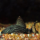 Royal Pleco (L190) - Fishly