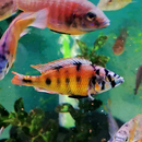Ruby Green Cichlid - Fishly