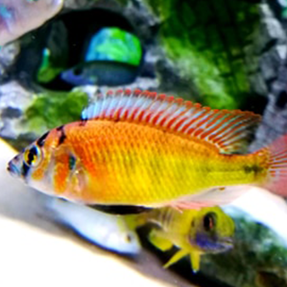 Ruby Green Cichlid - Fishly