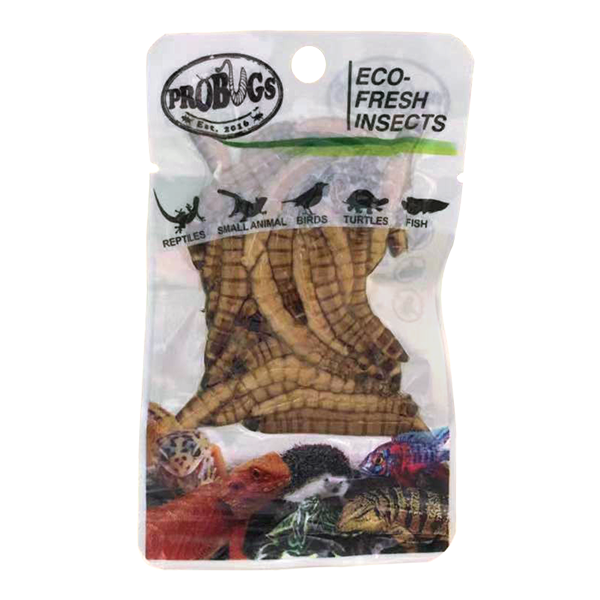 Pro Bugs Superworms - Fishly