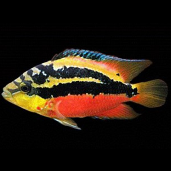 Salvini Cichlid - Fishly