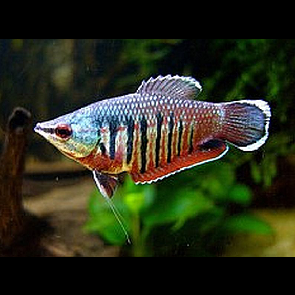 Samurai Gourami - Fishly