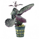 Scarlet Leaf (Hemigraphis Colorata) - Fishly