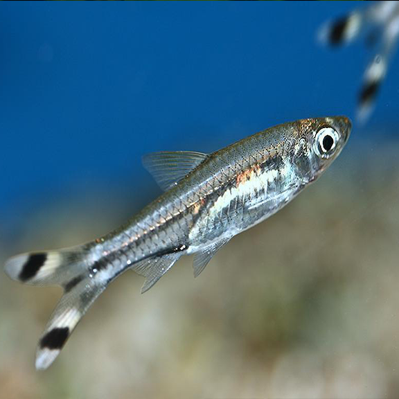 Scissortail Rasbora - Fishly