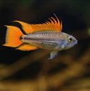 Apistogramma Cacatuoides Orange - Fishly