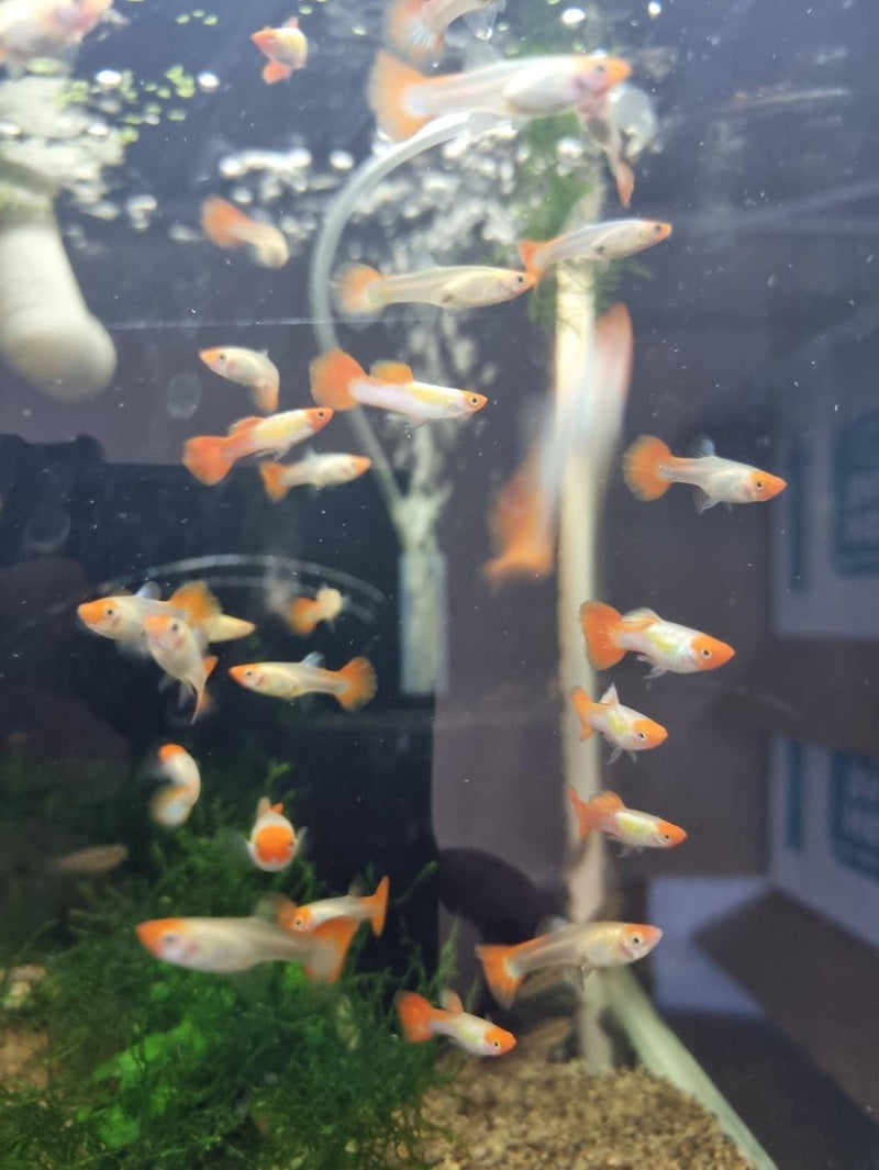 Koi Guppy (Pair) - Fishly