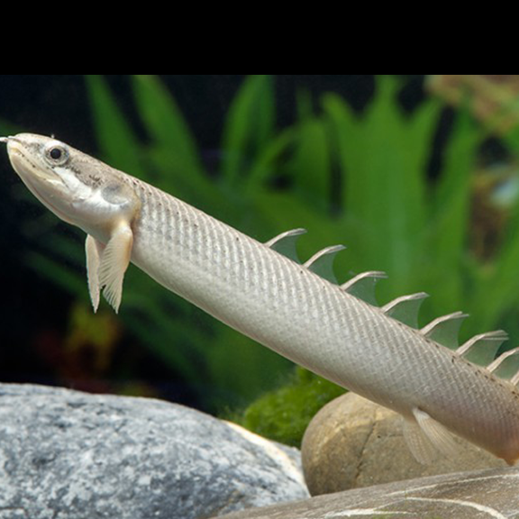 Senegal Bichir - Fishly