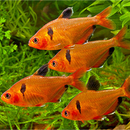 Serpae Tetra - Fishly