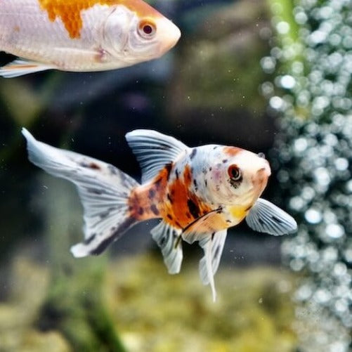 Shubunkin Goldfish - Fishly
