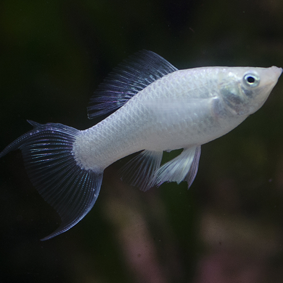 Silver Lyretail Molly - Fishly