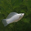 Silver Sailfin Molly - Fishly