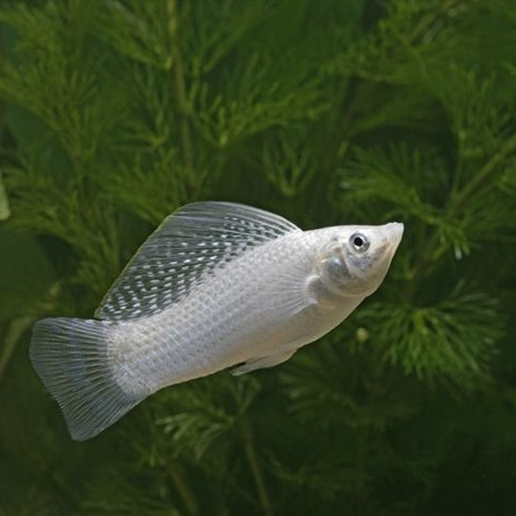 Silver Sailfin Molly - Fishly