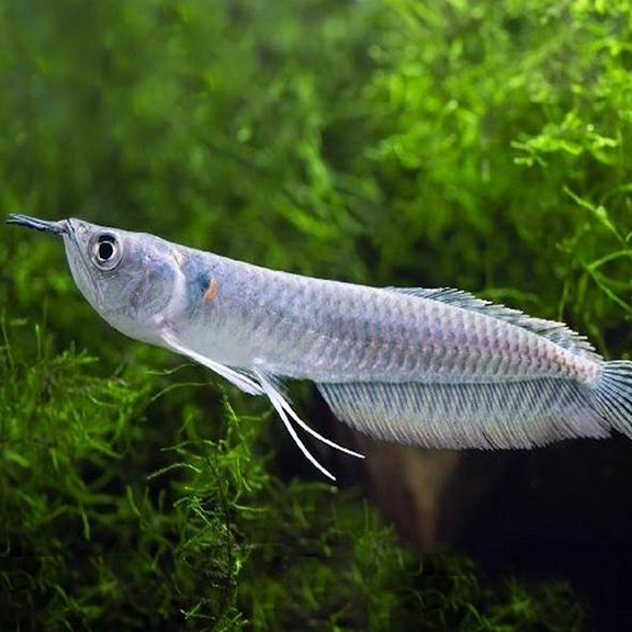 Silver Arowana - Fishly