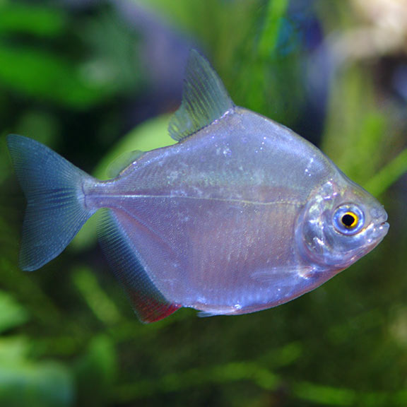 Silver Dollar - Fishly