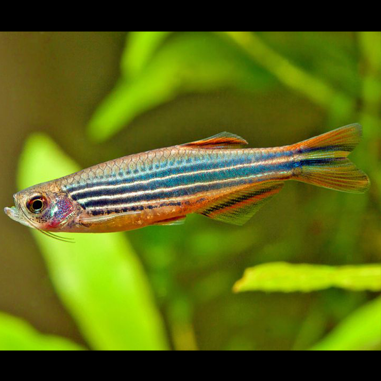 Striped Kyathit Danio - Fishly