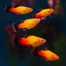 Sunset Wag Platy - Fishly