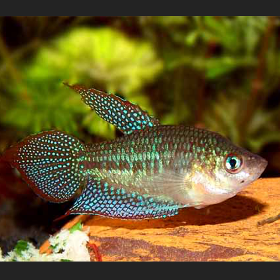 Sparkling Gourami - Fishly