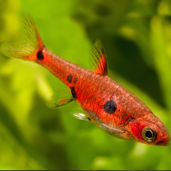 Spotted Dwarf Rasbora - Fishly