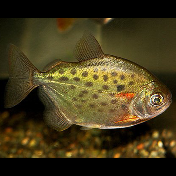 Spotted Silver Dollar - Fishly