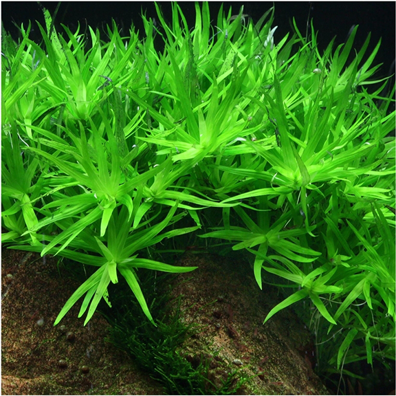 Stargrass (Heteranthera Zosterfolia) - Fishly