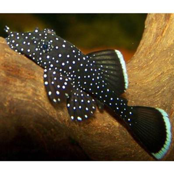 Starlight Pleco (L183) - Fishly