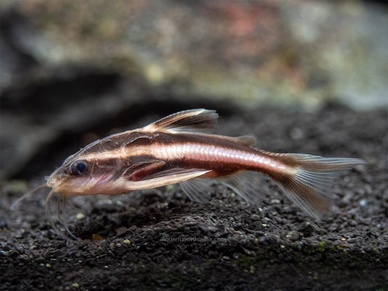 Chocolate Striped Catfish - Fishly