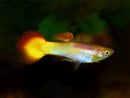 Sunset Guppy (Trio)