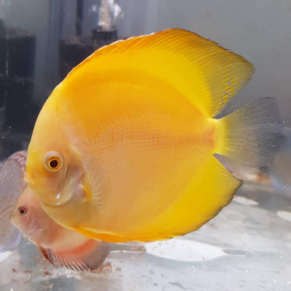 Yellow Sunset Discus Golden Yellow Discus