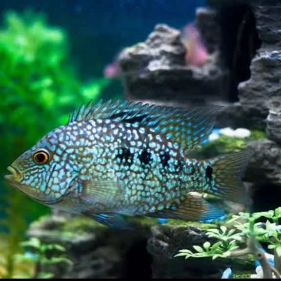 Texas Cichlid - Fishly