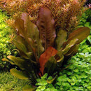 Barthii Sword (Echinodorus Barthii) - Fishly