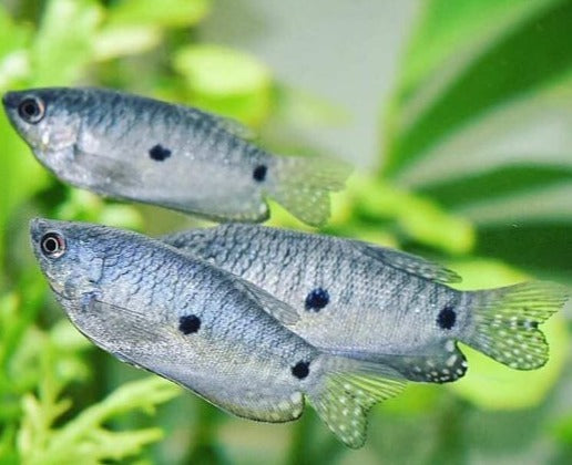 Three Spot Gourami - Fishly