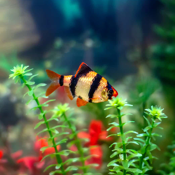 Tiger Barb - Fishly