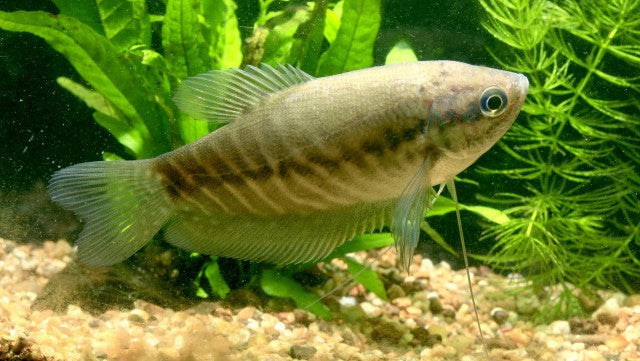 Snakeskin Gourami - Fishly