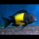 Tropheus Moorii Ikola - Fishly