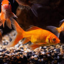 Assorted Nymph Goldfish - Fishly