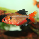 Veiltail Serpae Tetra