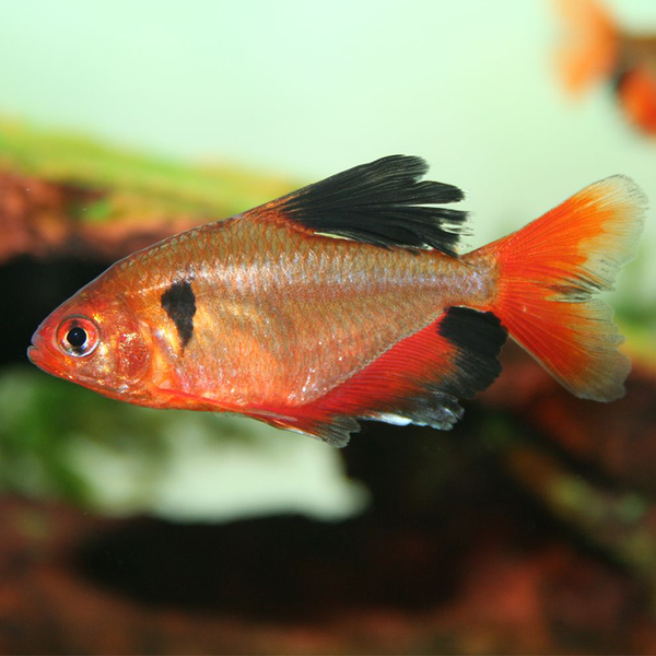 Veiltail Serpae Tetra