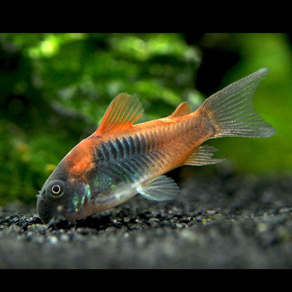 Orange Venezuela Cory - Fishly