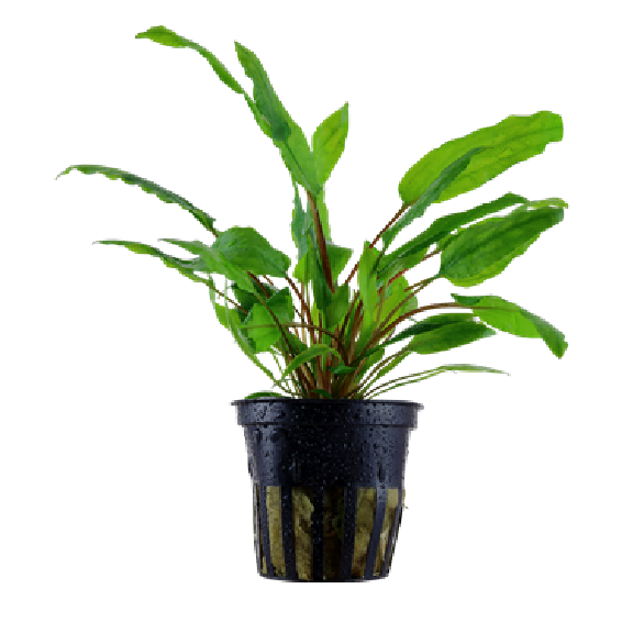 Cryptocoryne Wendtii - Fishly