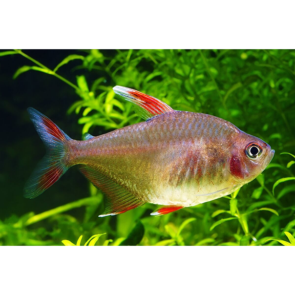 White-Fin Ornate Rosy Tetra - Fishly